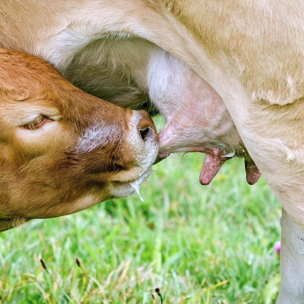 Cow milk protein sensitivity in breast fed babies