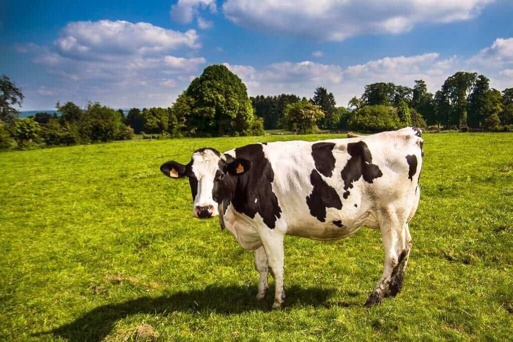 Cow milk protein sensitivity