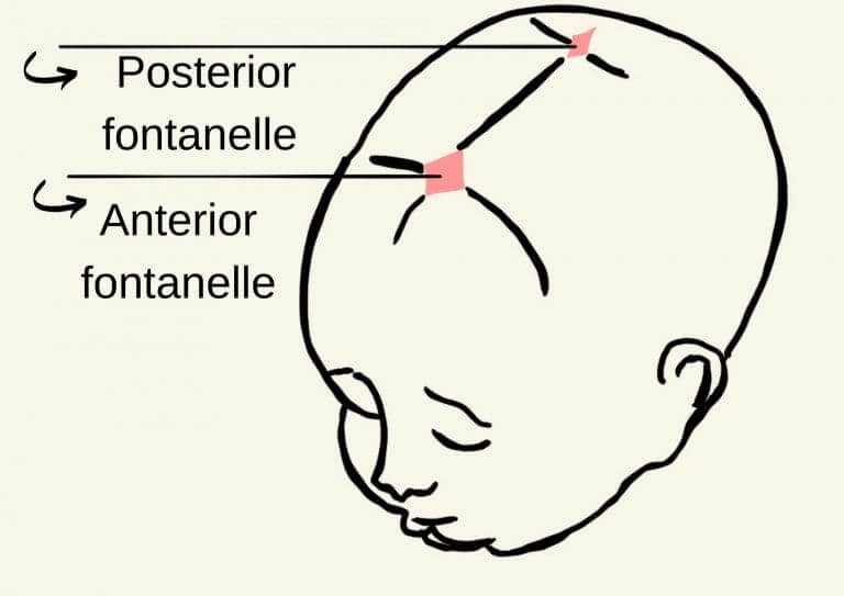 Baby's Fontanels - Doctor Efi