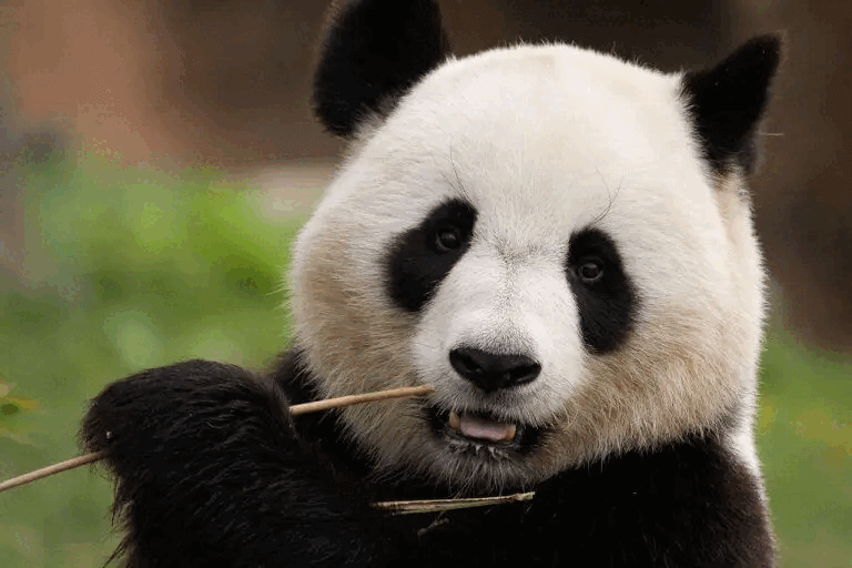 PANDAS – is it a real condition?